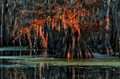 Bald Cypress (Taxodium distichum) in Lake Martin, Breaux Bridge, Atchafalaya Basin, Southern United States, USA; North America