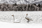 whooper swans, Kotan onsen, east coast of Lake Kussharo, Eastern Hokkaido, Japan