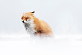 Red fox, Notsuke peninsula, Shibetsu, eastern hokkaido, Japan.