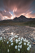 Pink clouds at dawn on flowering cotton grass, Gavia Pass, Valfurva, Valtellina, Lombardy, Italy