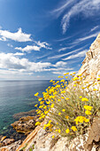 Wildflowers on cliffs, Sant'Andrea Beach, Marciana, Elba Island, Livorno Province, Tuscany, Italy