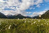 Meadows of cotton grass, Maloja, Bregaglia Valley, Canton of Graubunden, Engadin, Switzerland