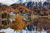 Larch trees reflected in lake during autumn, St Moritz, canton of Graubunden, Maloja District, Engadine, Switzerland