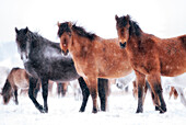 Siberian horses in the steppe of Tazhiran near by Lake Baikal, Irkutsk region, Siberia, Russia