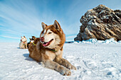 Dogs laying on the snow near the rocks at Lake Baikal, Irkutsk region, Siberia, Russia