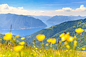 Como lake from above with yellow flowers in the foreground. Alpe Colonno, Pigra, Val d'Intelvi, Como Lake, Lombardy, Italy, Europe.
