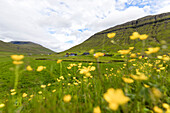 Wild flowers on green hills of Kollafjorour, Torshavn Municipality, Streymoy Island, Faroe Islands, Denmark