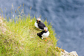 Atlantic puffin on grass, Kalsoy island, Faroe Islands, Denmark