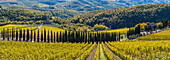 Albola castle's vineyards, Radda in Chianti, Siena, Tuscany, Italy.