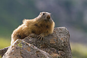 Marmot on the rock, italian alps, Piedmont, Italy, Europe
