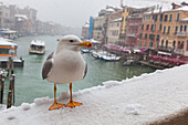 A seagull Rialto Bridge during a snowfall, Venice, Veneto, Italy