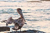 Pelican, Carribean sea, Riviera Maya, Solidaridad municipality, Quintana Roo, Mexico.