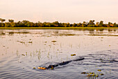 Salt Water Crocodile at Yellow Waters Billabong, Kakadu, Australia