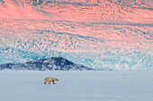 Polar bear in Billefjorden, Western Spitsbergen, Svalbard