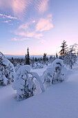 Frozen dwarf shrub at sunset, Pallas-Yllastunturi National Park, Muonio, Lapland, Finland