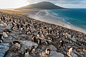 Rockhopper Penguin (Eudyptes chrysocome) colony along coast, Saunders Island, Falkland Islands
