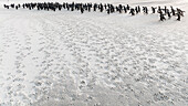 Rockhopper Penguin (Eudyptes chrysocome) group running on beach, Saunders Island, Falkland Islands