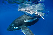 Humpback Whale (Megaptera novaeangliae) mother with four day old calf, Tonga