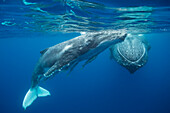 Humpback Whale (Megaptera novaeangliae) three-week-old calf sleeping near mother, Tonga