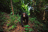 Eastern Chimpanzee (Pan troglodytes schweinfurthii) nine year old juvenile male in rainforest, Gombe National Park, Tanzania
