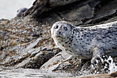 Harbor Seal (Phoca vitulina) looking around, Katmai, Alaska