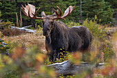 Moose (Alces alces) bull, Glacier National Park, Montana