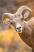 Bighorn Sheep (Ovis canadensis) sub-adult ram, Waterton Canyon, Colorado