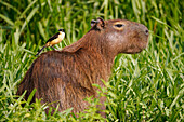 Cattle Tyrant (Machetornis rixosa) on Capybara (Hydrochoerus hydrochaeris), Pantanal, Brazil