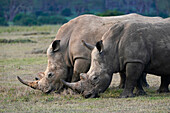 White Rhinoceros (Ceratotherium simum) pair grazing, Solio Game Reserve, Kenya
