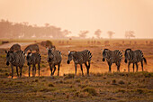 Grant's Zebra (Equus burchellii boehmi) herd at sunset, Amboseli National Park, Kenya