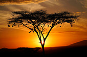 Weaver (Ploceidae) nests at sunrise, Samburu National Park, Kenya