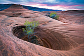 Cottonwood (Populus sp) tree in hole, Grand Staircase-Escalante National Monument, Utah