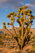 Joshua Tree (Yucca brevifolia) in desert, Virgin Mountains, Gold Butte National Monument, Nevada