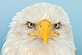 Bald Eagle (Haliaeetus leucocephalus) portrait, Alaska