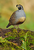 California Quail (Callipepla californica) male, Canada