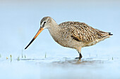 Marbled Godwit (Limosa fedoa) foraging, Texas