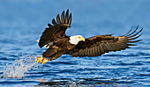 Bald Eagle (Haliaeetus leucocephalus) fishing, Alaska