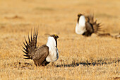 Sage Grouse (Centrocercus urophasianus) males displaying at lek, California