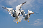 Lesser Black-backed Gull (Larus fuscus) pair flying, Texel, Netherlands