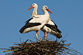 White Stork (Ciconia ciconia) pair on nest, North Rhine-Westphalia, Germany
