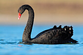 Black Swan (Cygnus atratus), North Rhine-Westphalia, Germany