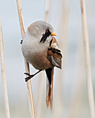 Bearded Tit (Panurus biarmicus) male, Mecklenburg-Vorpommern, Germany