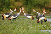 Grey Crowned Crane (Balearica regulorum) flock, Uganda