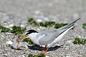 Little Tern (Sternula albifrons) parent grabbing chick, Lower Saxony, Germany