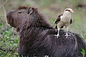 Yellow-headed Caracara (Milvago chimachima) on Capybara (Hydrochoerus hydrochaeris), Pantanal, Brazil