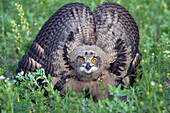 Eurasian Eagle-Owl (Bubo bubo) chick in defensive posture, Lower Saxony, Germany