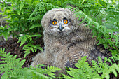 Eurasian Eagle-Owl (Bubo bubo) chick, Lower Saxony, Germany