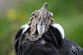 Andean Condor (Vultur gryphus), Imbabura, Ecuador