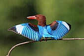 White-throated Kingfisher (Halcyon smyrnensis) spreading wings, Penang, Malaysia