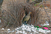 Great Bowerbird (Chlamydera nuchalis) male calling in bower, Queensland, Australia